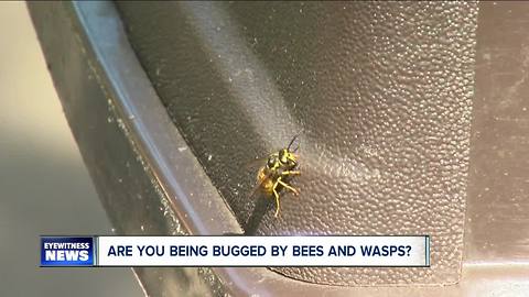 Large numbers of yellow jackets