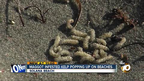 Maggot infested kelp popping up on beaches