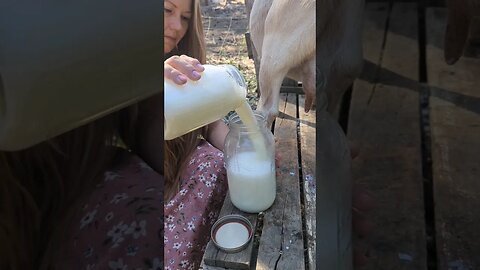 #farmgirl #homesteading #homestead #simplelife #goats #farmanimals