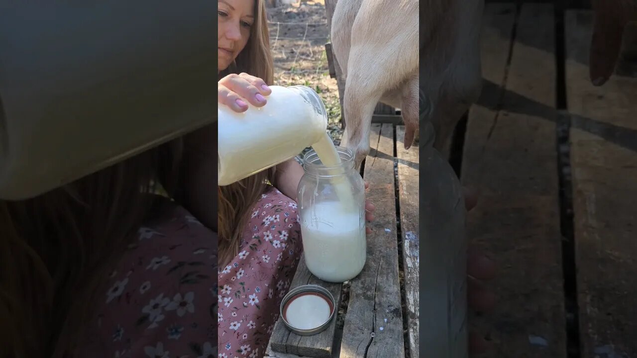 #farmgirl #homesteading #homestead #simplelife #goats #farmanimals