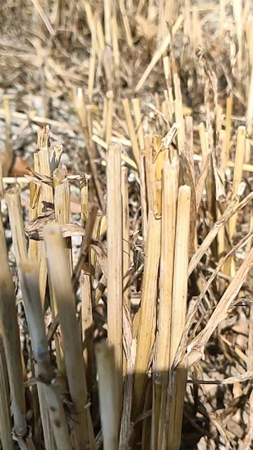 Slow motion of a grasshoppers chirping