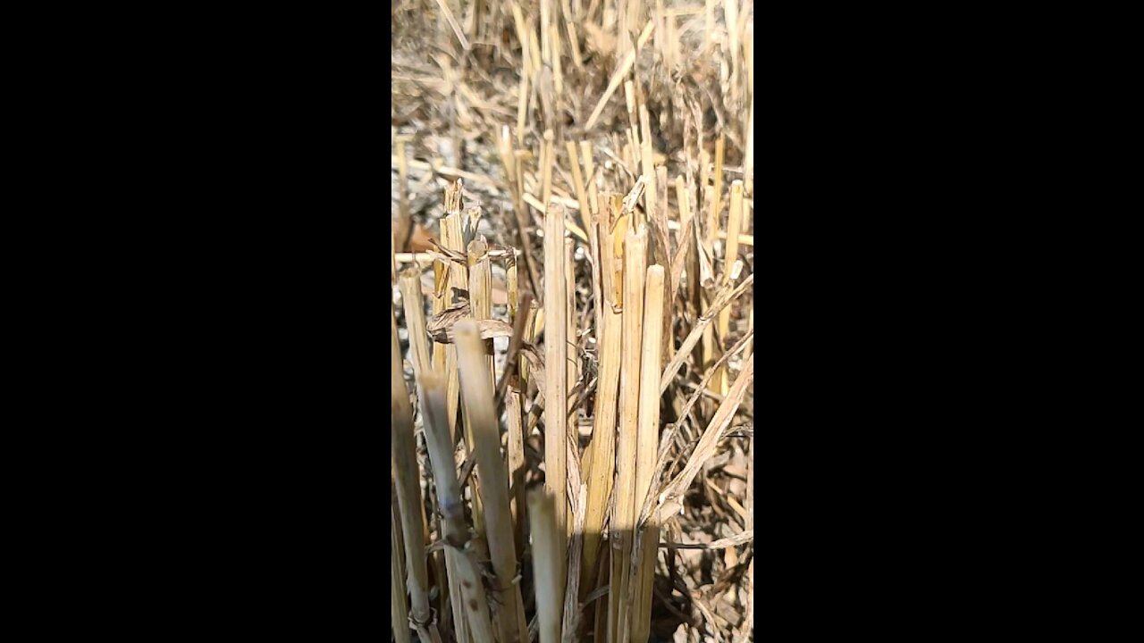 Slow motion of a grasshoppers chirping