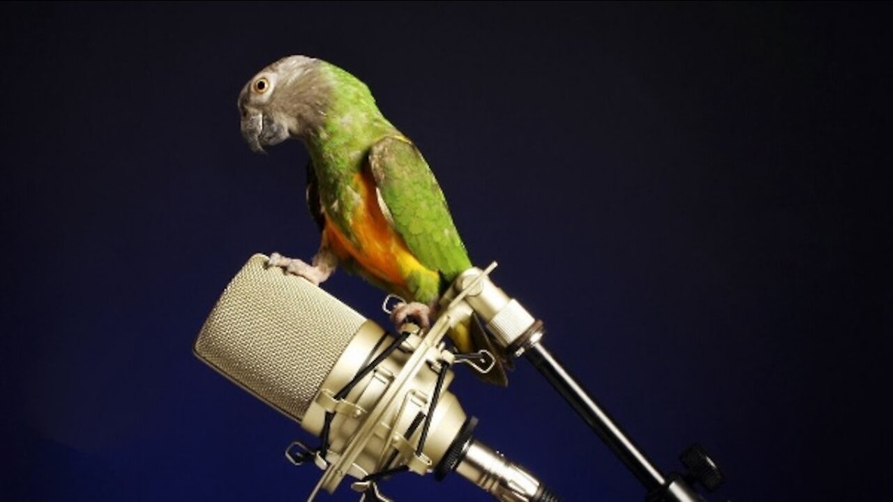 Funny Birds and Parrots Talking and Singing.