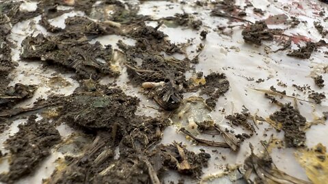 Swarming Termites