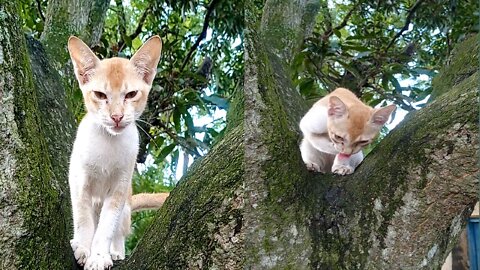 Cat Is On The Tree