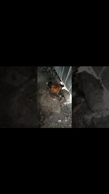 Good Morning Chook chook and Forest and chicks