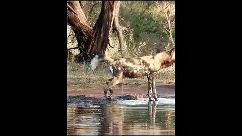 Wild dog vs hyena#wildlifemagictv#wildlife#nature#animals