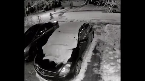 Dog takes owner on a slippery walk
