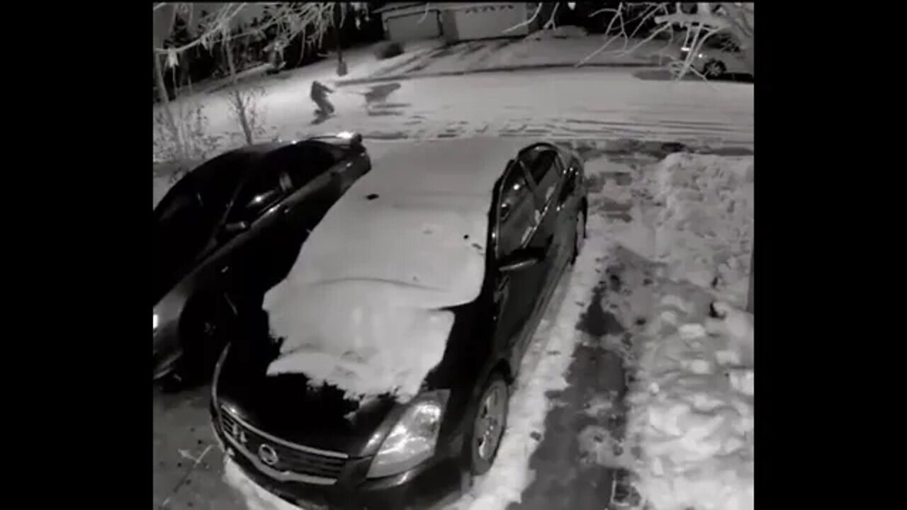 Dog takes owner on a slippery walk