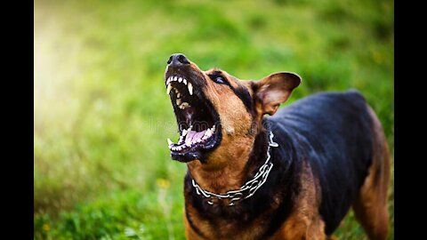 Teaching Dogs to Guard Objects and People. (Easy Method)