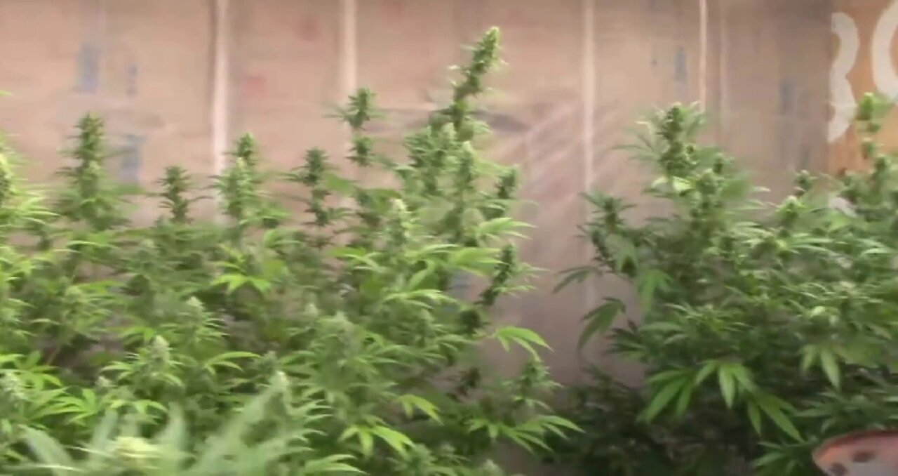 Flowering Cannabis Using Light Deprivation Sixth Week