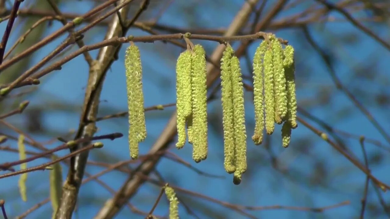 Free Stock Footage 4k Videos NCV NoCopyrightVideos Catkins