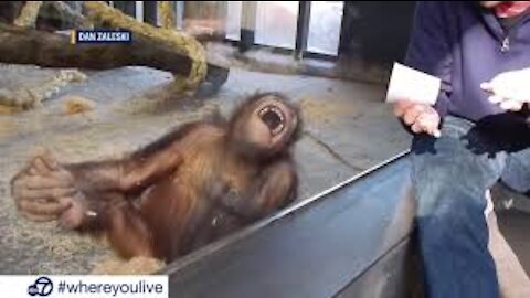 Funny Monkey Videos | A Funny Monkeys Compilation 2021 |