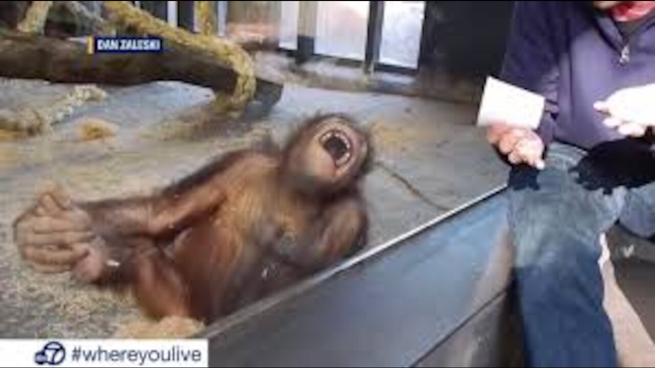 Funny Monkey Videos | A Funny Monkeys Compilation 2021 |