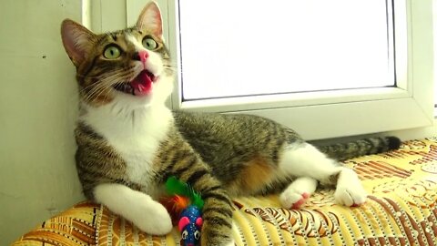 Give Me My Toys