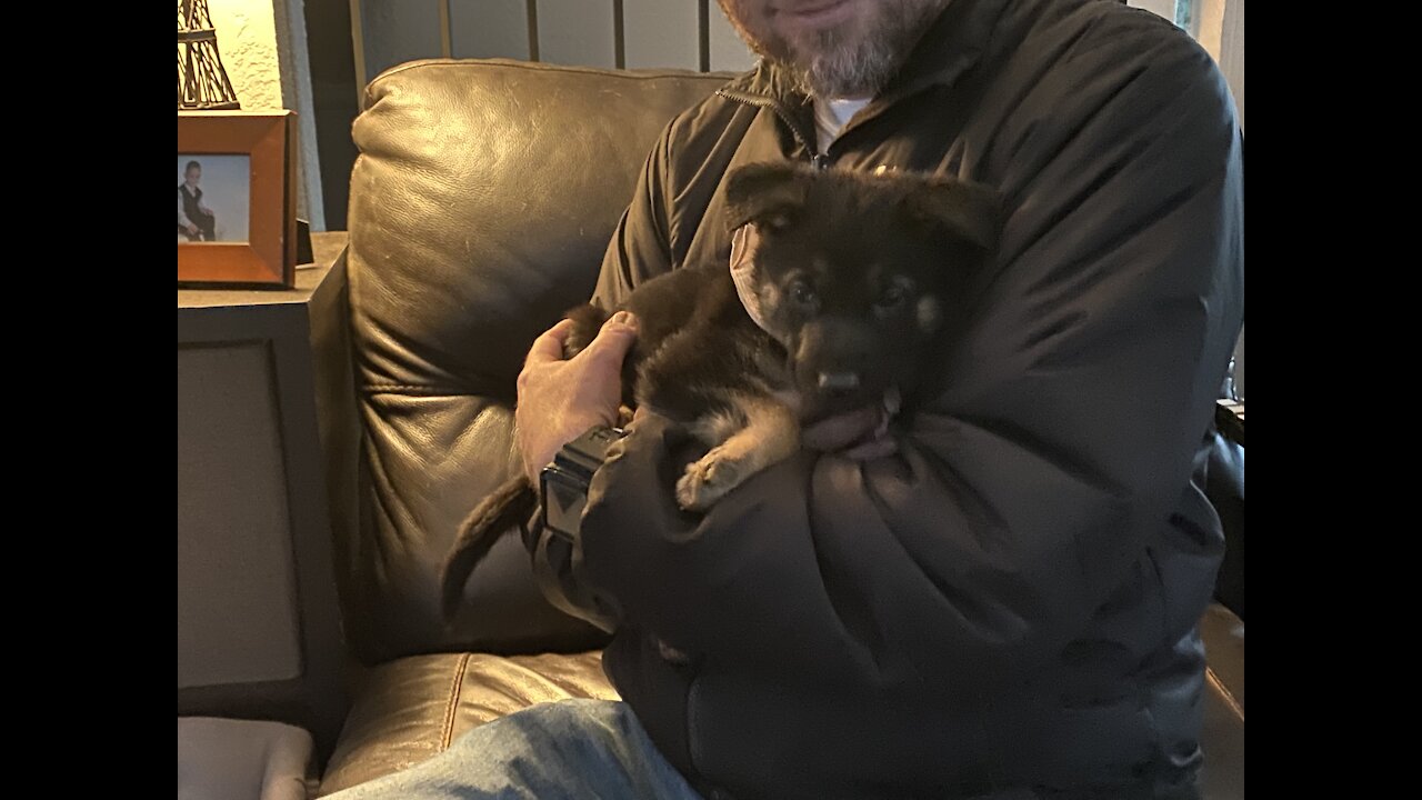 Rex as a puppy
