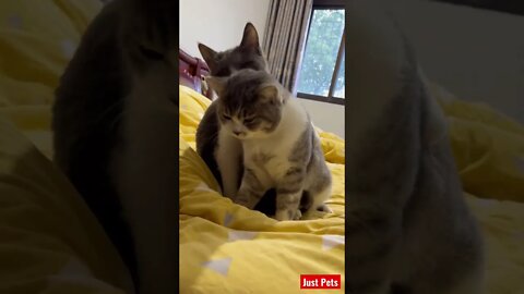 Adorable #cute #tiktok #funnyanimals #cat