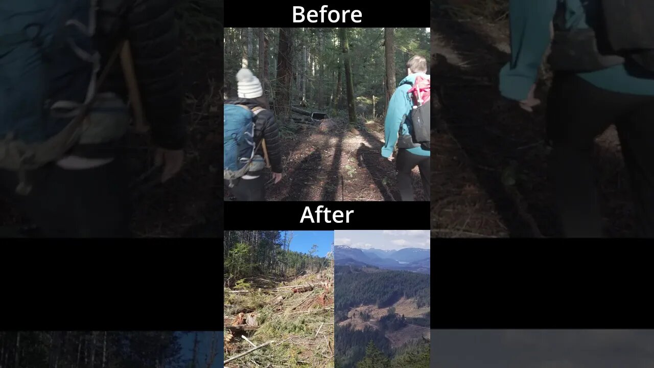 Vancouver Island Logging