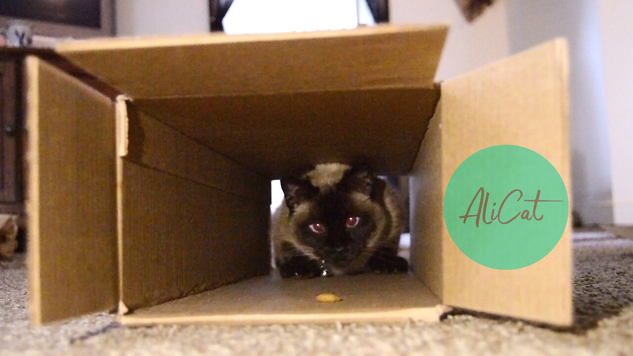 Cat enters the treat tunnel