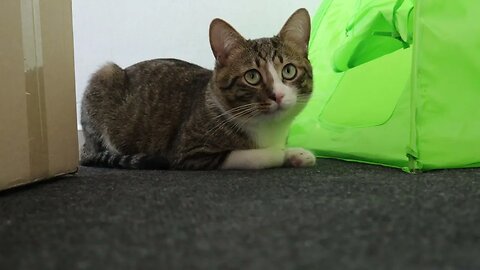 Gentle Cat Loaf Sits in the Corner