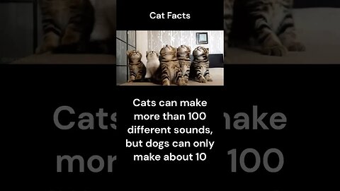 Cat Facts #shorts #youtubeshorts #cat #facts #Humor