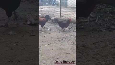 oh my chicken