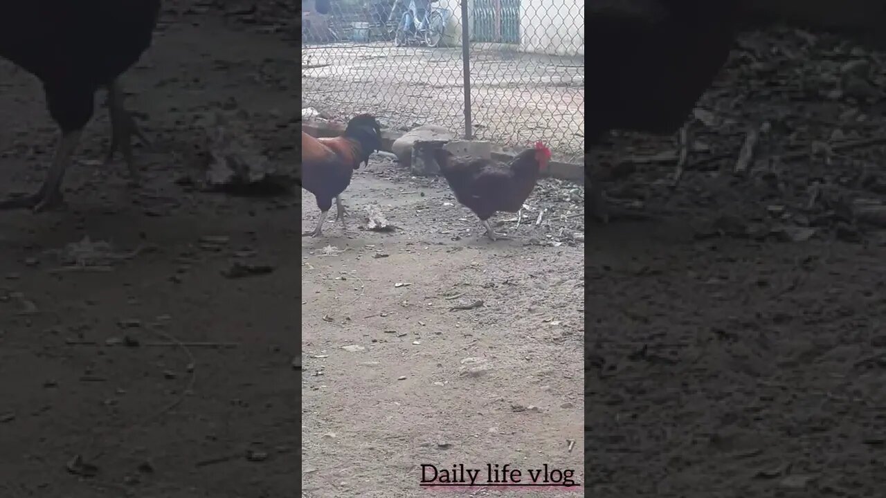 oh my chicken