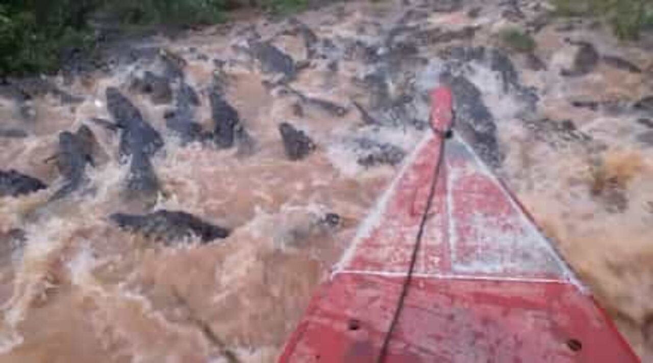 Assustador! Barco atravessa rio repleto de jacarés