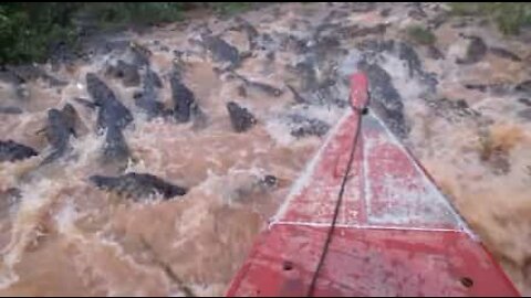 Assustador! Barco atravessa rio repleto de jacarés