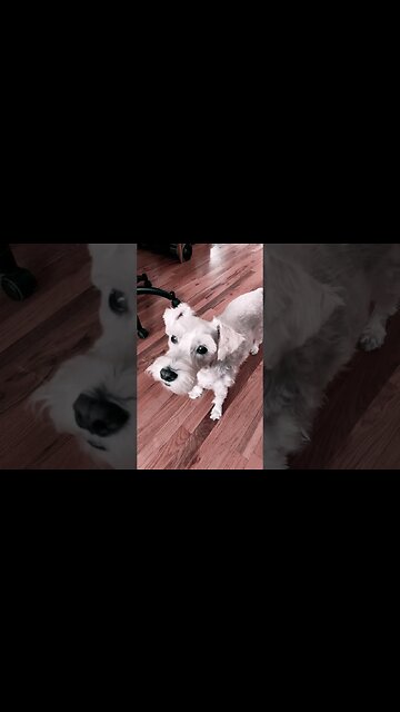 Hand carved table, top from a cypress, log cookie full video, coming up in the near future ￼