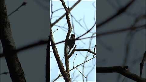 Woodpecker