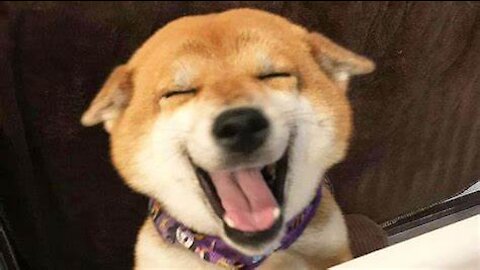 ✅ VIRAL DOG (2021) ❤️ FUNNIEST DOGS IN COSTUMES 😂COLOURFUL PUPPIES AND DOGS
