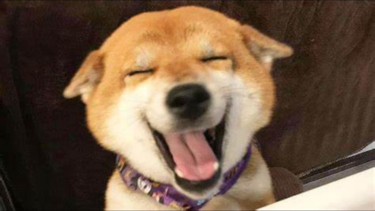 ✅ VIRAL DOG (2021) ❤️ FUNNIEST DOGS IN COSTUMES 😂COLOURFUL PUPPIES AND DOGS