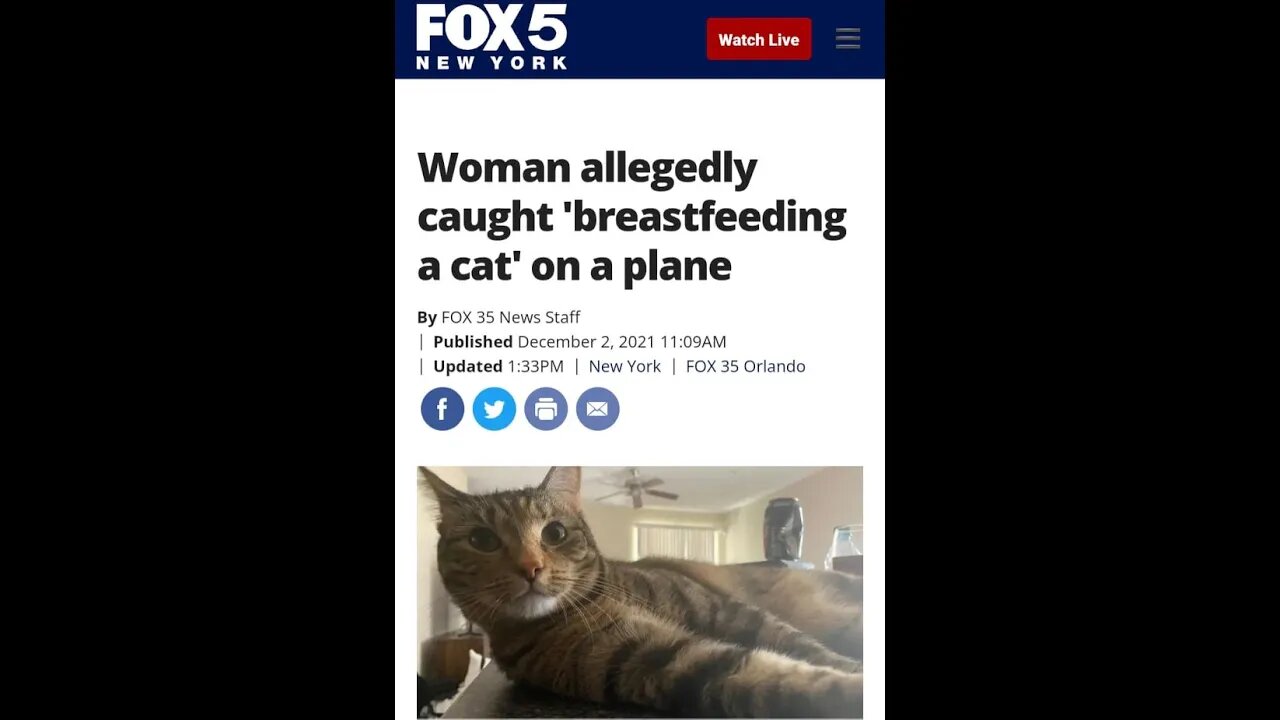 Woman Caught Breastfeeding Cat On A Plane Paranormal News
