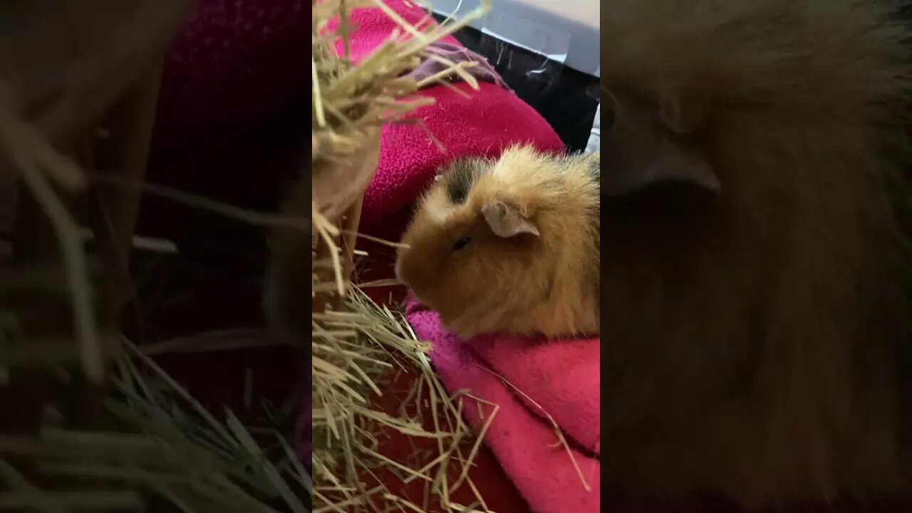 Guinea pigs hay bar