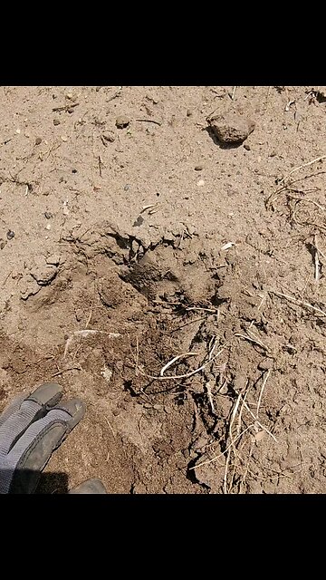 USA Civil War relic found!