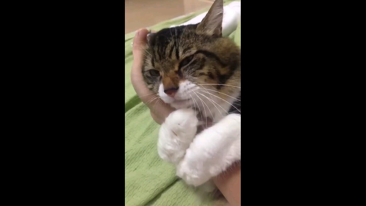 Cat refuses to let go