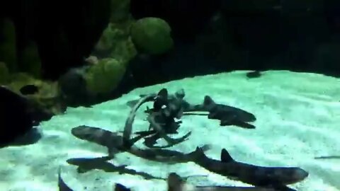 Two sharks fighting at the Sea Life Minnesota Aquarium at the Mall of America