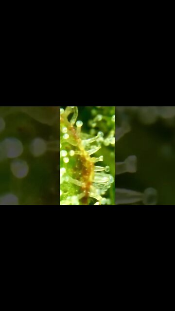 Sweet Skunk Trichome Check