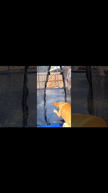 #chihuahuababy #chihuahuadog #chihuhuapuppy #chihuhualover #sleepypuppy #funnychihuahua #funnypuppy