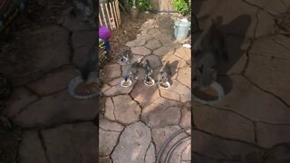 Kitten and Ducks hungry am