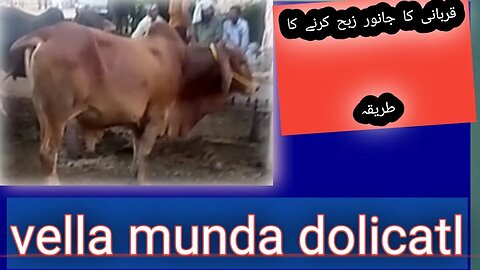 Qurbani karn ka tarika😉! قربانی کرنے کا طریقہ!vella munda doblicatl !