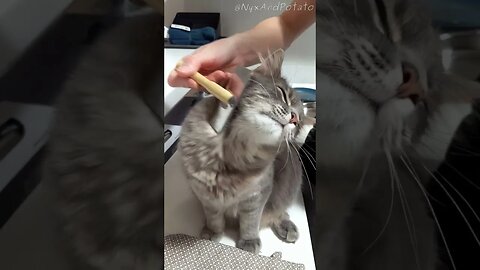 Potato Gets Some Fluffy Cat Maintenance