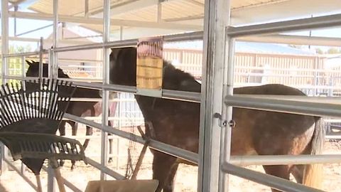 Neighbors surprised after horses, other animals taken from home