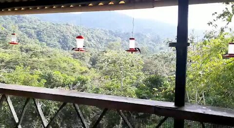 602366 Humming birds