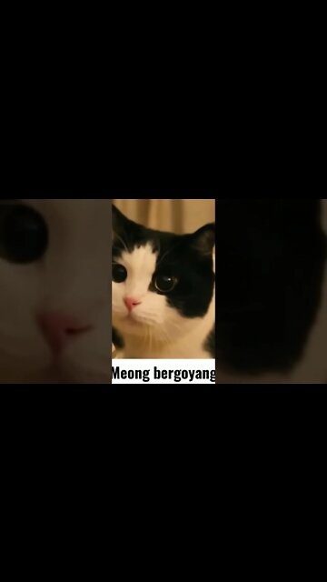 goyang meong #shorts #viral #video #youtubeshorts #cat #kucinglucu #kucing