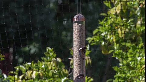 The Squirrel, the Physicist and the Bird Feeder