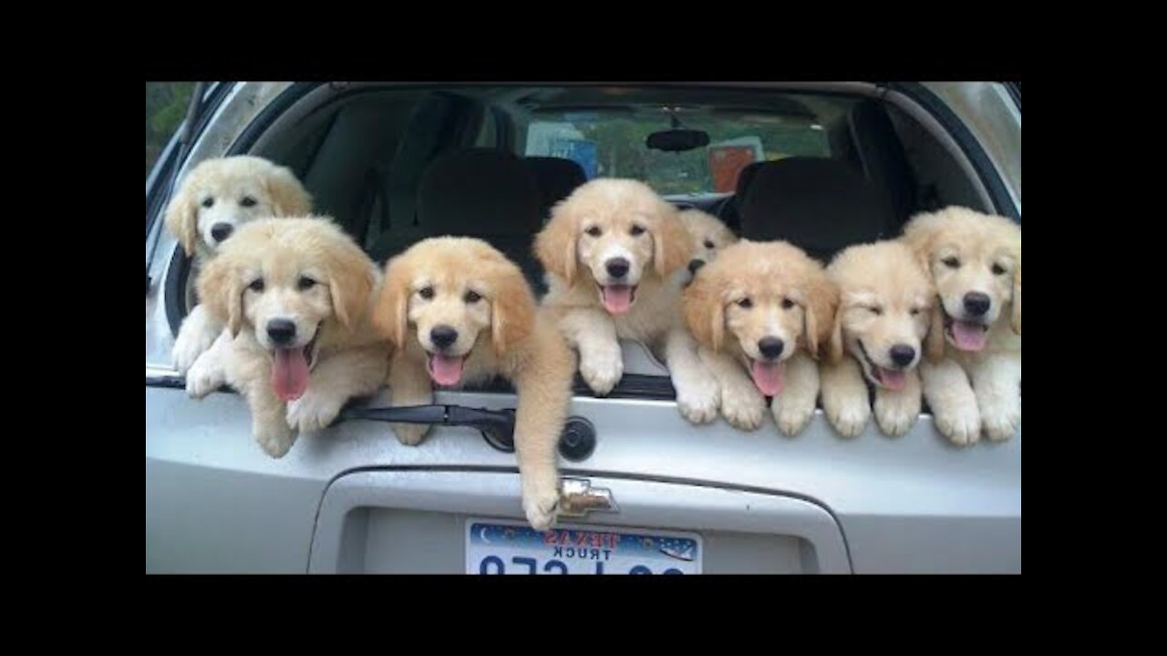 Funniest & Cutest Golden Retriever Puppies - 30 Minutes of Funny Puppy Videos 2021