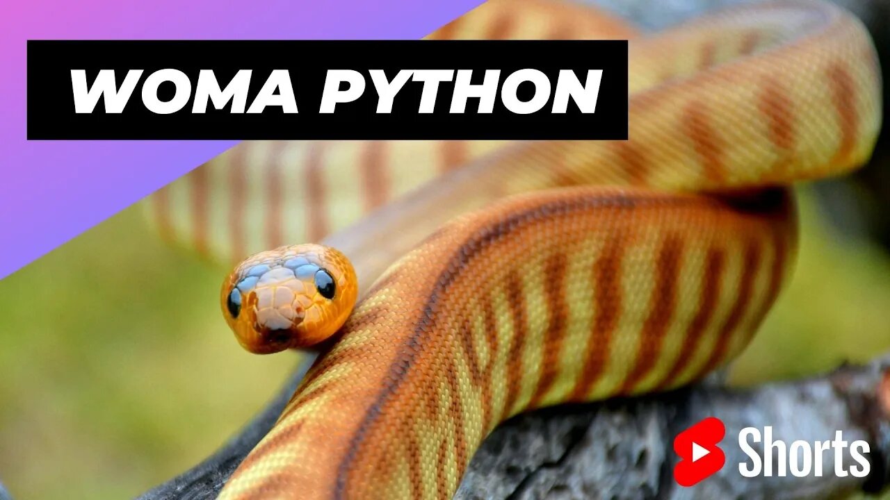 Topaz Tanami Woma Python 🐍 One Of The Most Beautiful Snakes In The World #shorts #womapython #snake