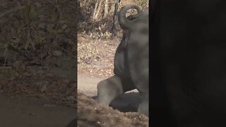 Rhino Marking Territory | #shorts #MadeInMzansi